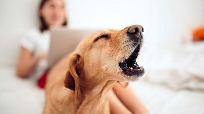 7 Anledningar Till Att Din Hund Kommer Att äta Vad Som Helst + 3 Tips