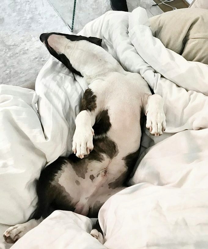 9 Anledningar Till Att Din Hund Sover Mellan Dina Ben + 7 Tips