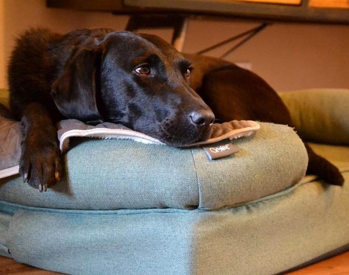 Bästa Lekhagar För Små Hundar Recensioner, Köpguide Och Vanliga Frågor