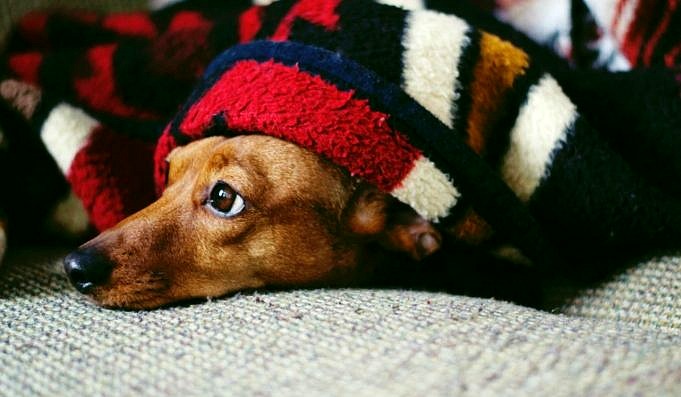 Guide Och Recensioner För Bästa Diabetiska Hundfoder För Ditt Husdjur