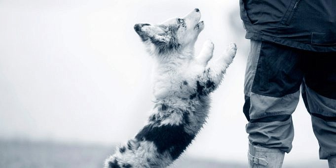 Här är 9 Enkla Tips För Att Få Din Hund Att Kissa På Ett Nytt Ställe