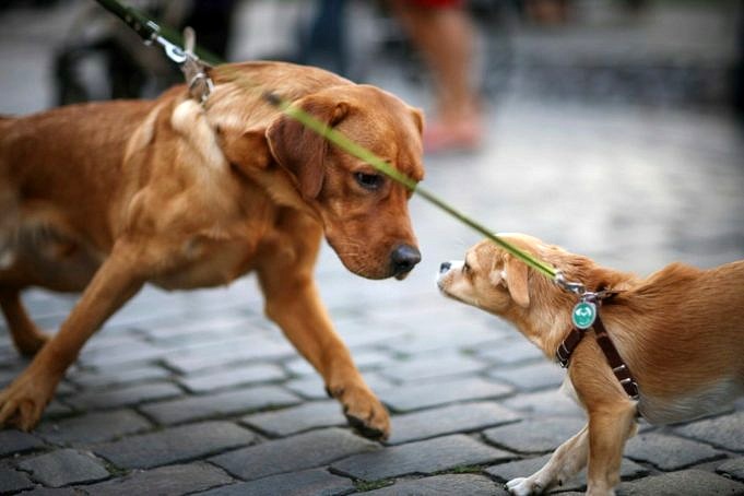 Hundar Som Sniffar Aggression. 9 Skäl Till Varför Hundar Blir Triggade