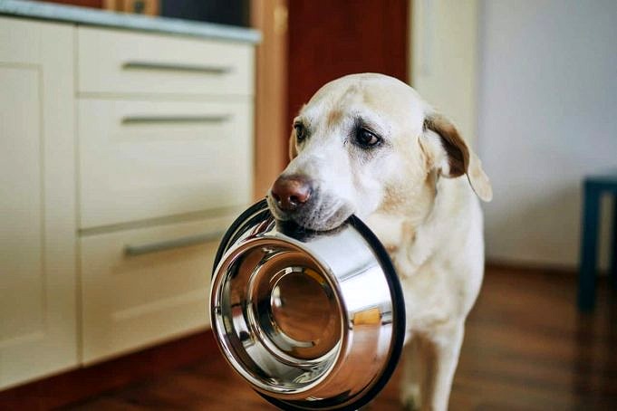 Säker Thanksgiving-foder För Skada På Hundar, Kvantiteter Och Vanliga Frågor