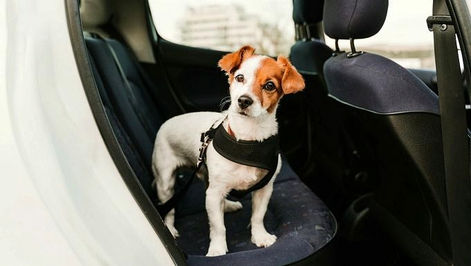 Tips För Att Resa Säkert Med Hundar I Bilen