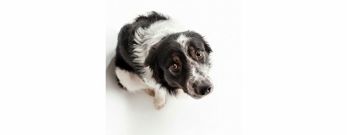 Vad Kan Du Göra åt Separationsångest Hos Hundar?